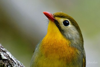 ソウシチョウ 早戸川林道 2024年4月20日(土)