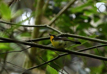 Narcissus Flycatcher 八王子城跡 Wed, 5/15/2024