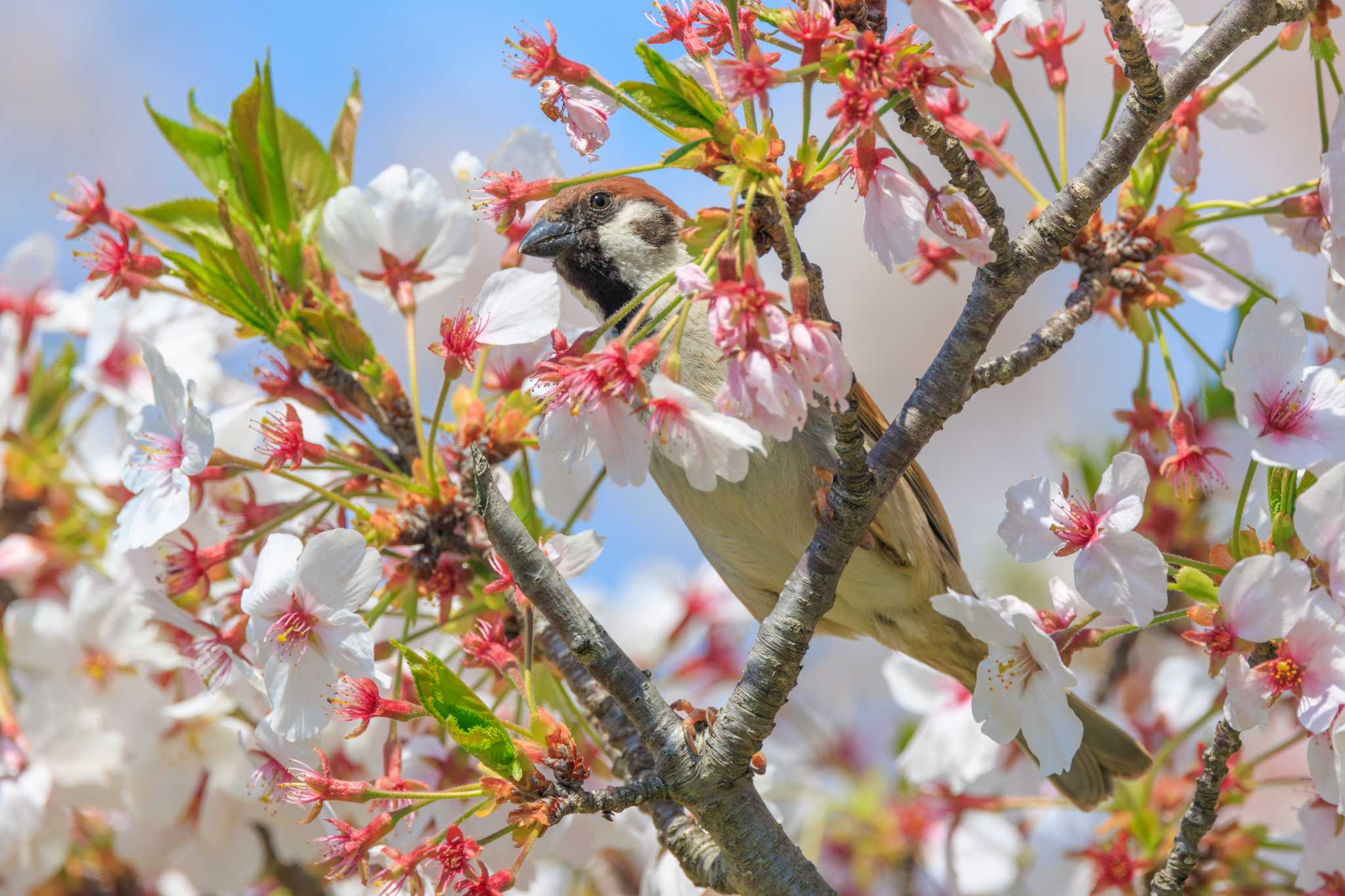 Photo of Eurasian Tree Sparrow at 中笠池 by ときのたまお