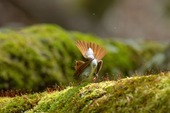 Japanese Robin 山梨県 Wed, 5/15/2024