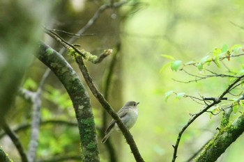 Narcissus Flycatcher 富士山麓 Wed, 5/1/2024