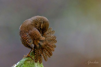 Eurasian Wren 日向渓谷 Sun, 4/14/2024