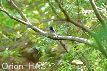 サンコウチョウ 東京都多摩地域 2024年5月9日(木)