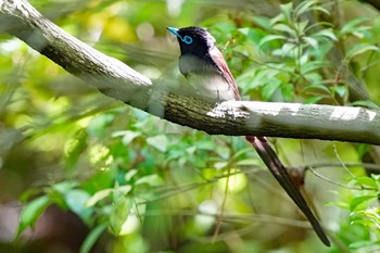 サンコウチョウ 東京都多摩地域 2024年5月9日(木)