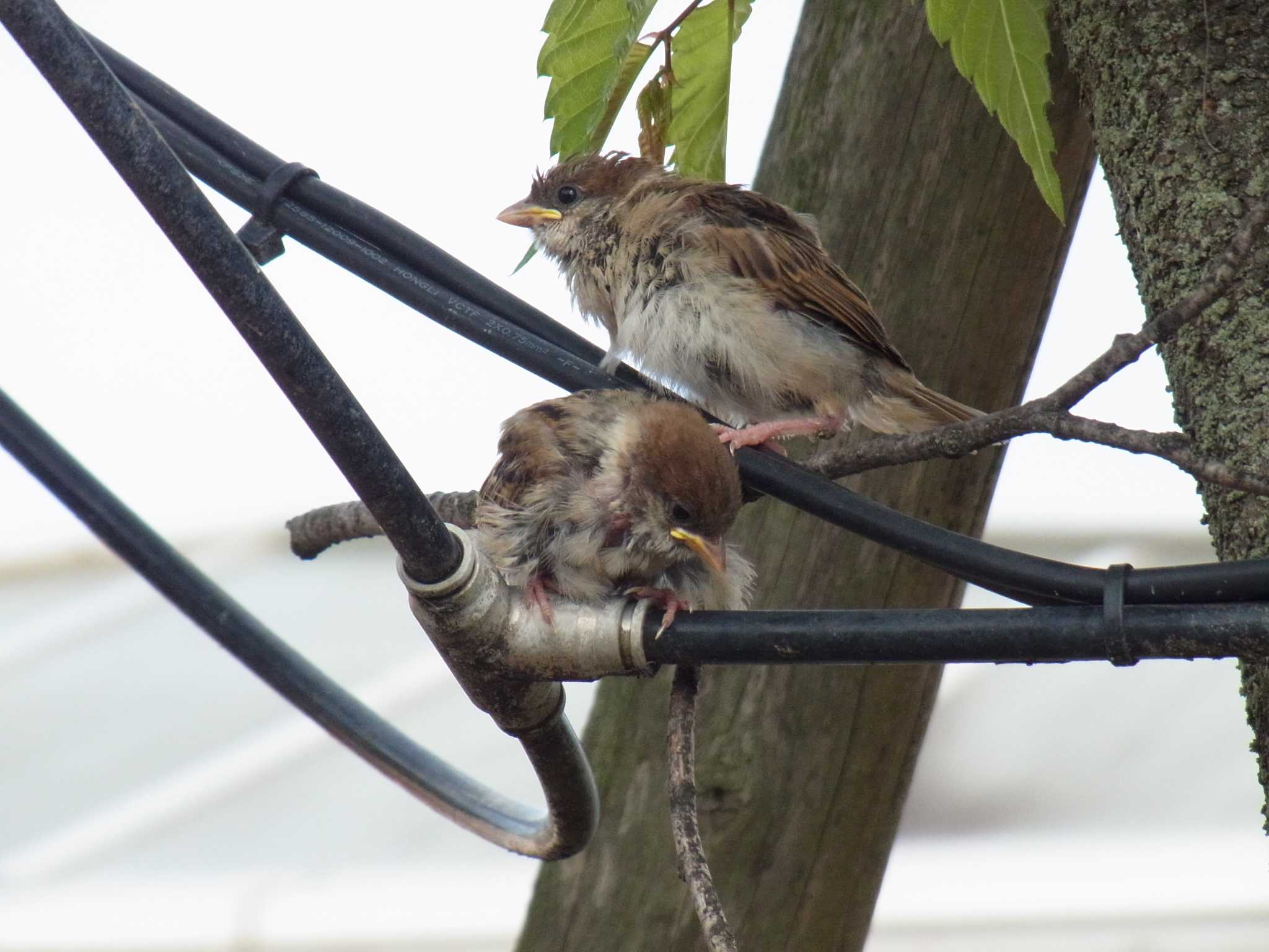 Photo of Eurasian Tree Sparrow at 某道の駅 by ヒトリスキ“h1toriski”