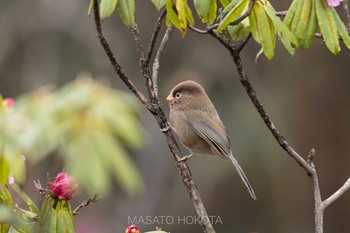 Three-toed Parrotbill