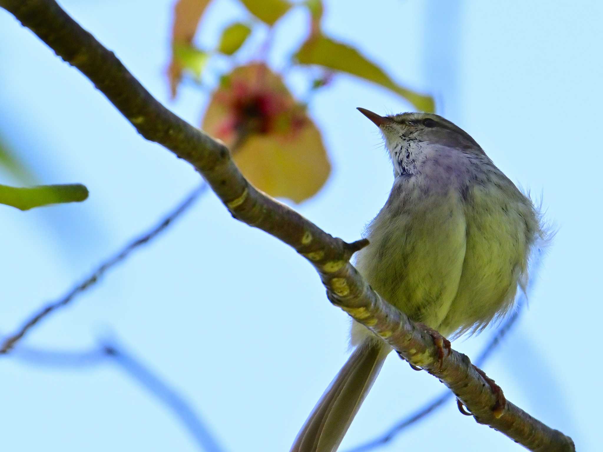 Japanese Bush Warbler