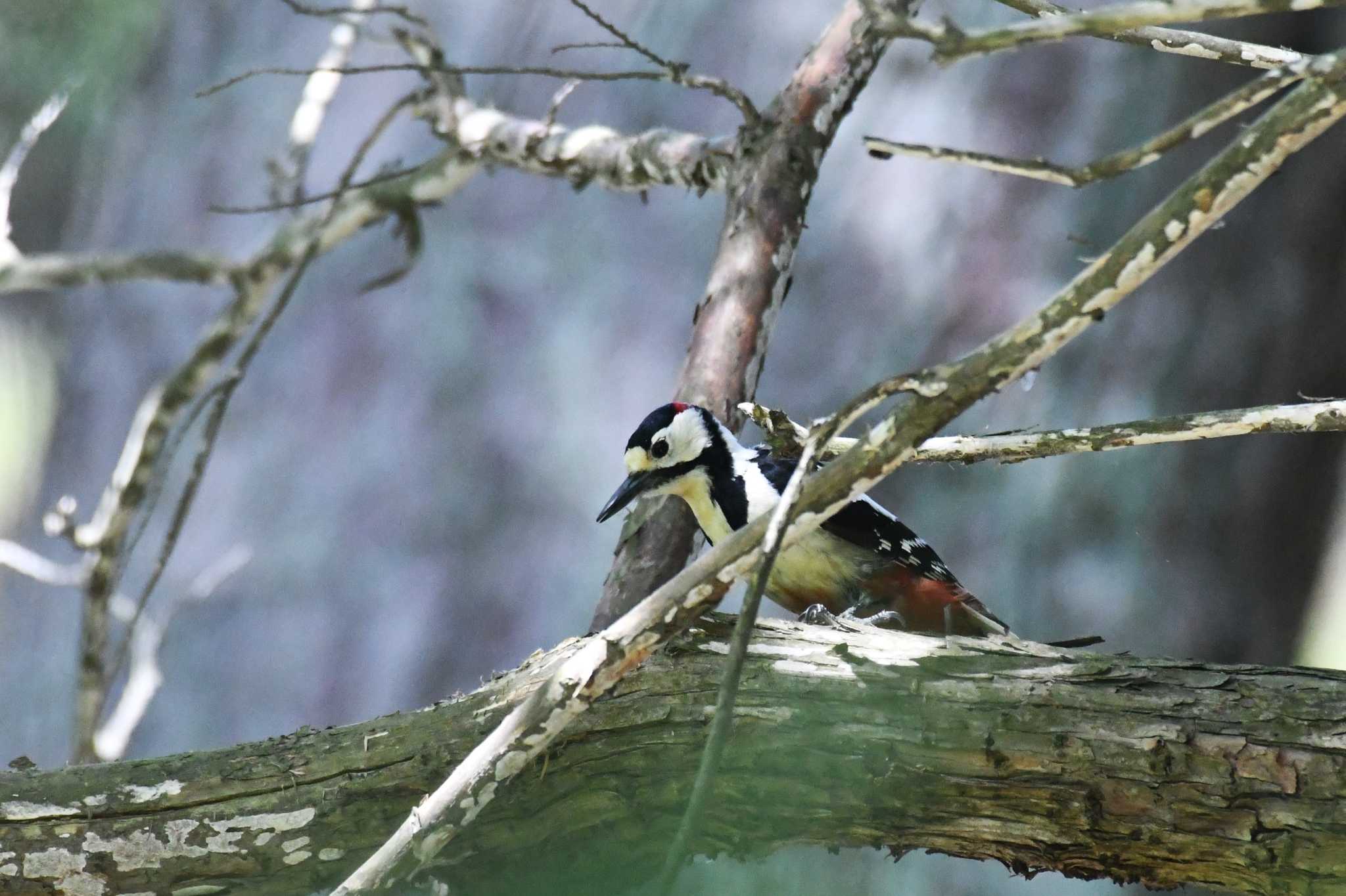 Great Spotted Woodpecker