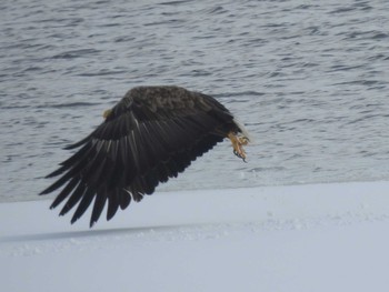 White-tailed Eagle 石狩 茨戸川 Tue, 3/5/2024