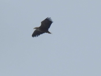 White-tailed Eagle 石狩 茨戸川 Tue, 3/5/2024