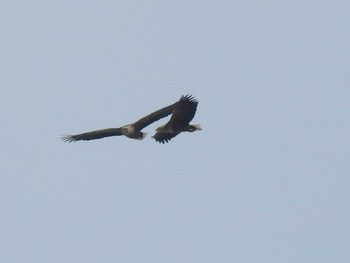 White-tailed Eagle 石狩 茨戸川 Tue, 3/5/2024