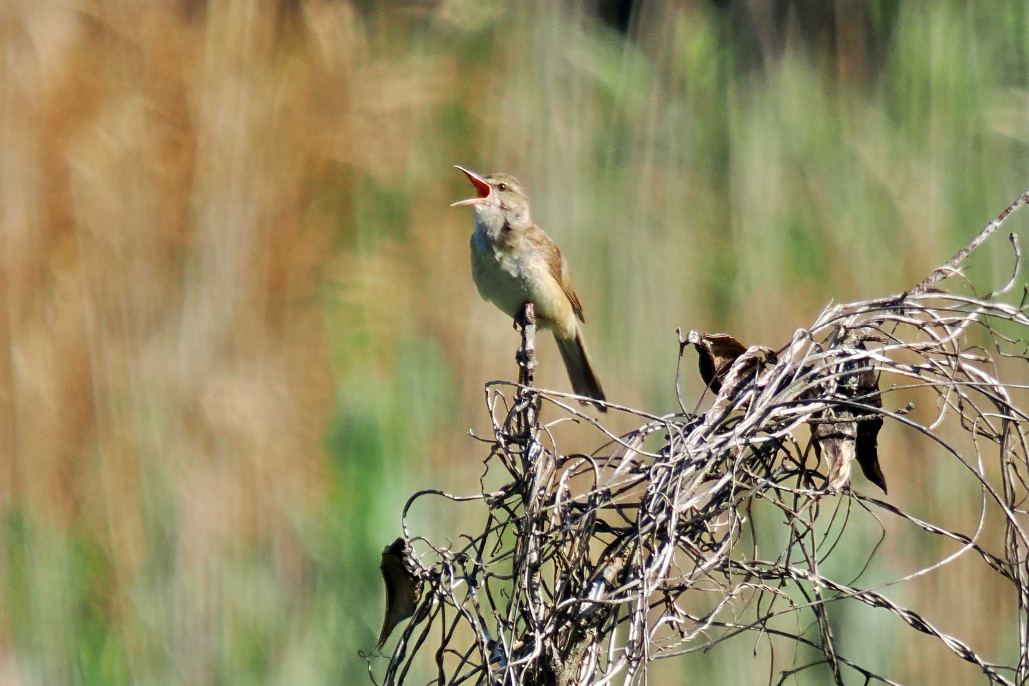 Photo of Oriental Reed Warbler at 愛媛県 by 藤原奏冥