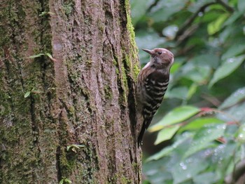 Japanese Pygmy Woodpecker 自宅近辺 Thu, 5/16/2024