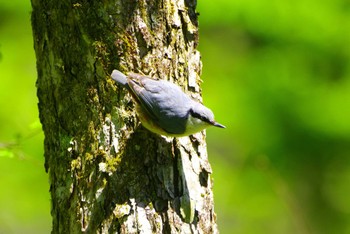 Eurasian Nuthatch Togakushi Forest Botanical Garden Tue, 5/14/2024