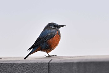 Blue Rock Thrush 瑞穂六道山里山 Fri, 2/2/2024