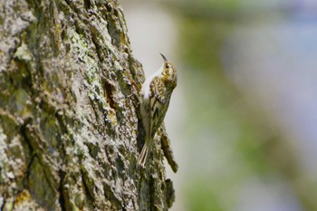 Eurasian Treecreeper Togakushi Forest Botanical Garden Tue, 5/14/2024