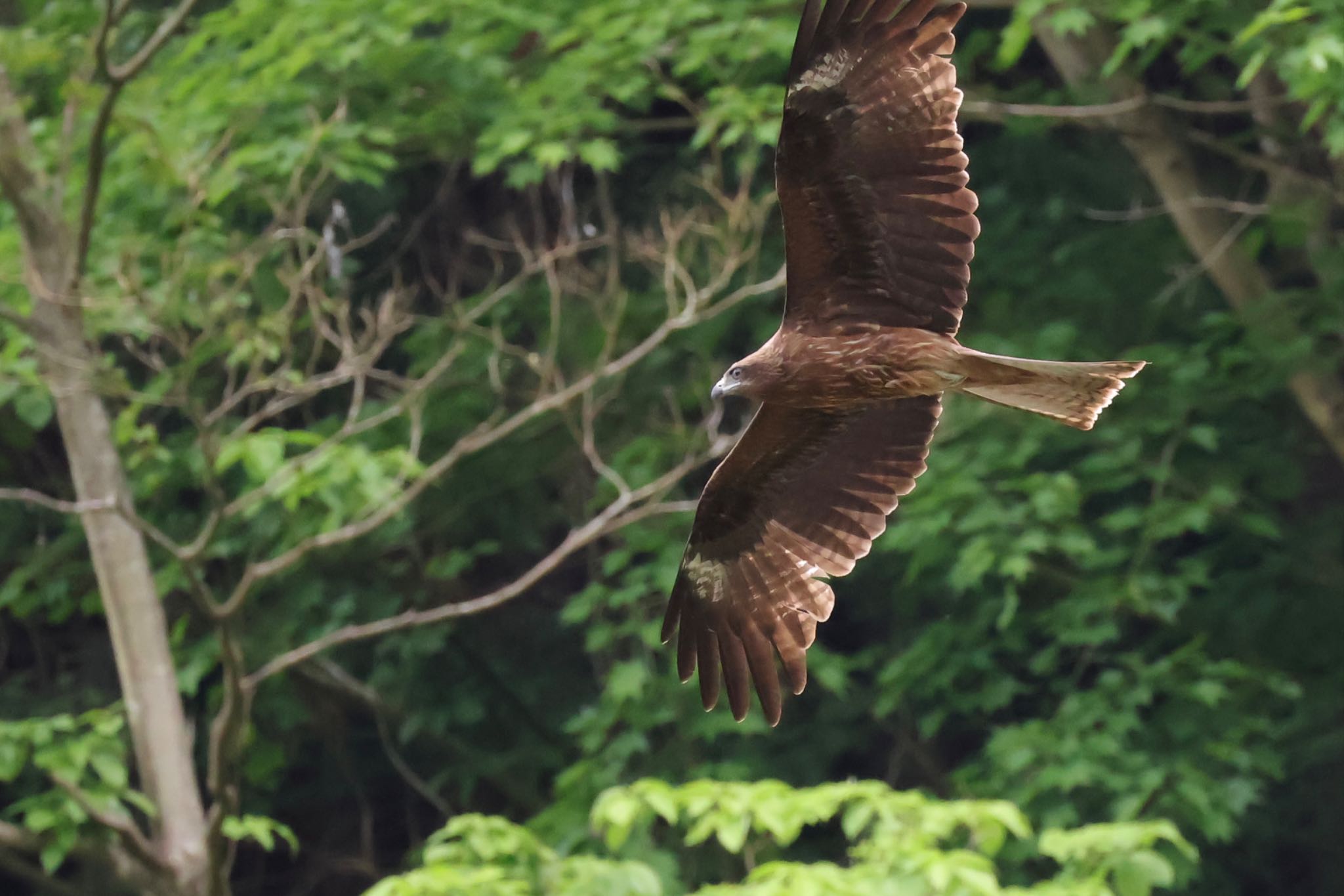 Black Kite