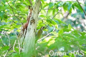 Japanese Green Woodpecker 東京都多摩地域 Tue, 5/14/2024