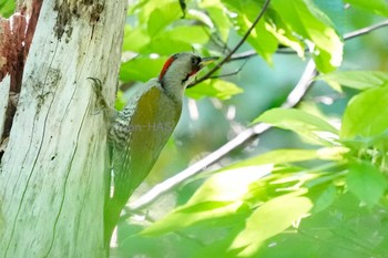 Japanese Green Woodpecker 東京都多摩地域 Tue, 5/14/2024