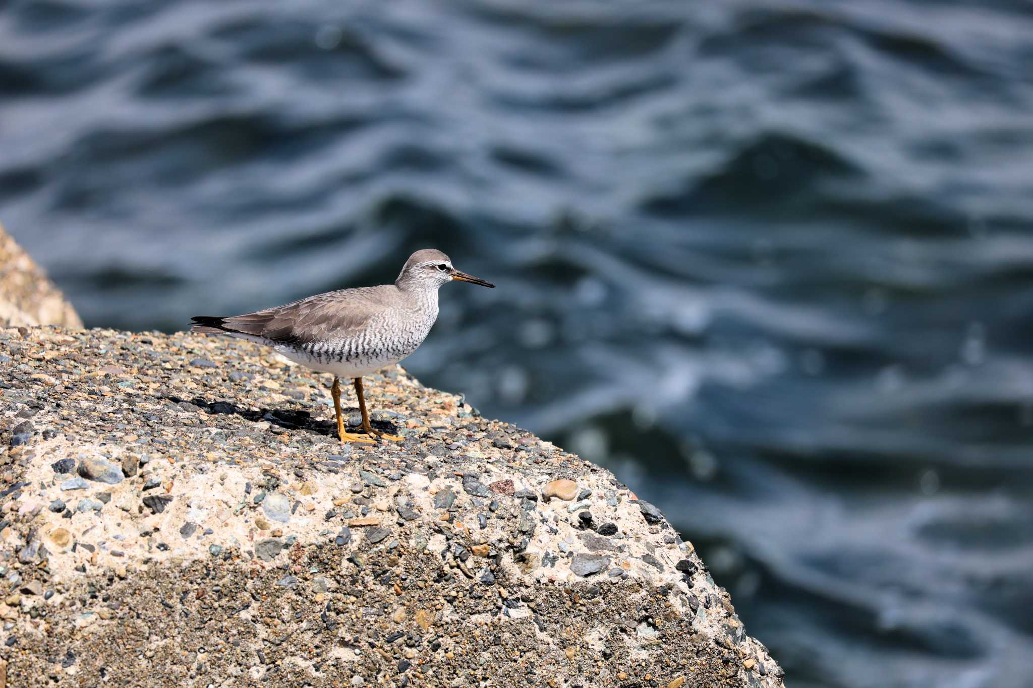 Photo of Grey-tailed Tattler at 日の出三番瀬沿い緑道 by てれすこ