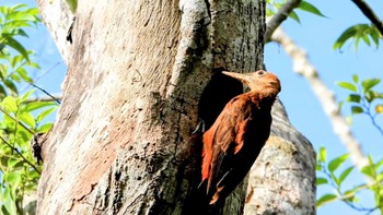 ノグチゲラ 比地大滝 2024年5月16日(木)