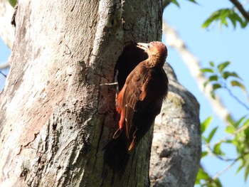 Okinawa Woodpecker Hijiotaki Thu, 5/16/2024