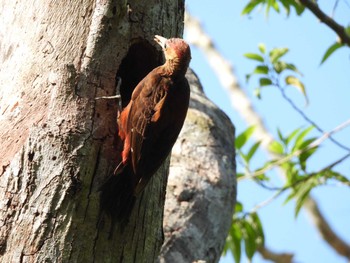 Okinawa Woodpecker Hijiotaki Thu, 5/16/2024