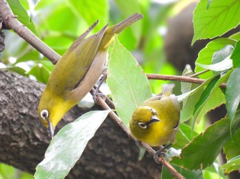 Warbling White-eye 岐阜市 Wed, 5/15/2024