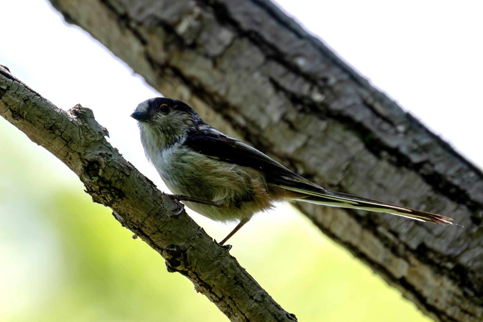 Photo of Long-tailed Tit at Akigase Park by Tomo