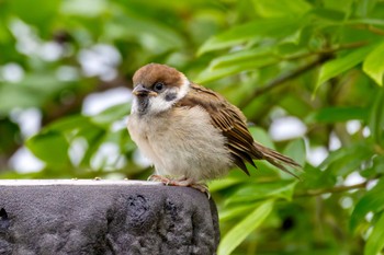 Eurasian Tree Sparrow Akigase Park Thu, 5/16/2024