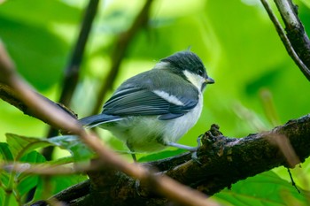 シジュウカラ 秋ヶ瀬公園 2024年5月16日(木)