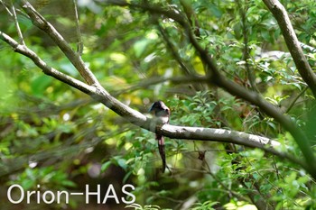 サンコウチョウ 東京都多摩地域 2024年5月9日(木)