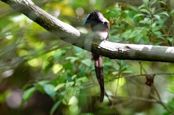 サンコウチョウ 東京都多摩地域 2024年5月9日(木)