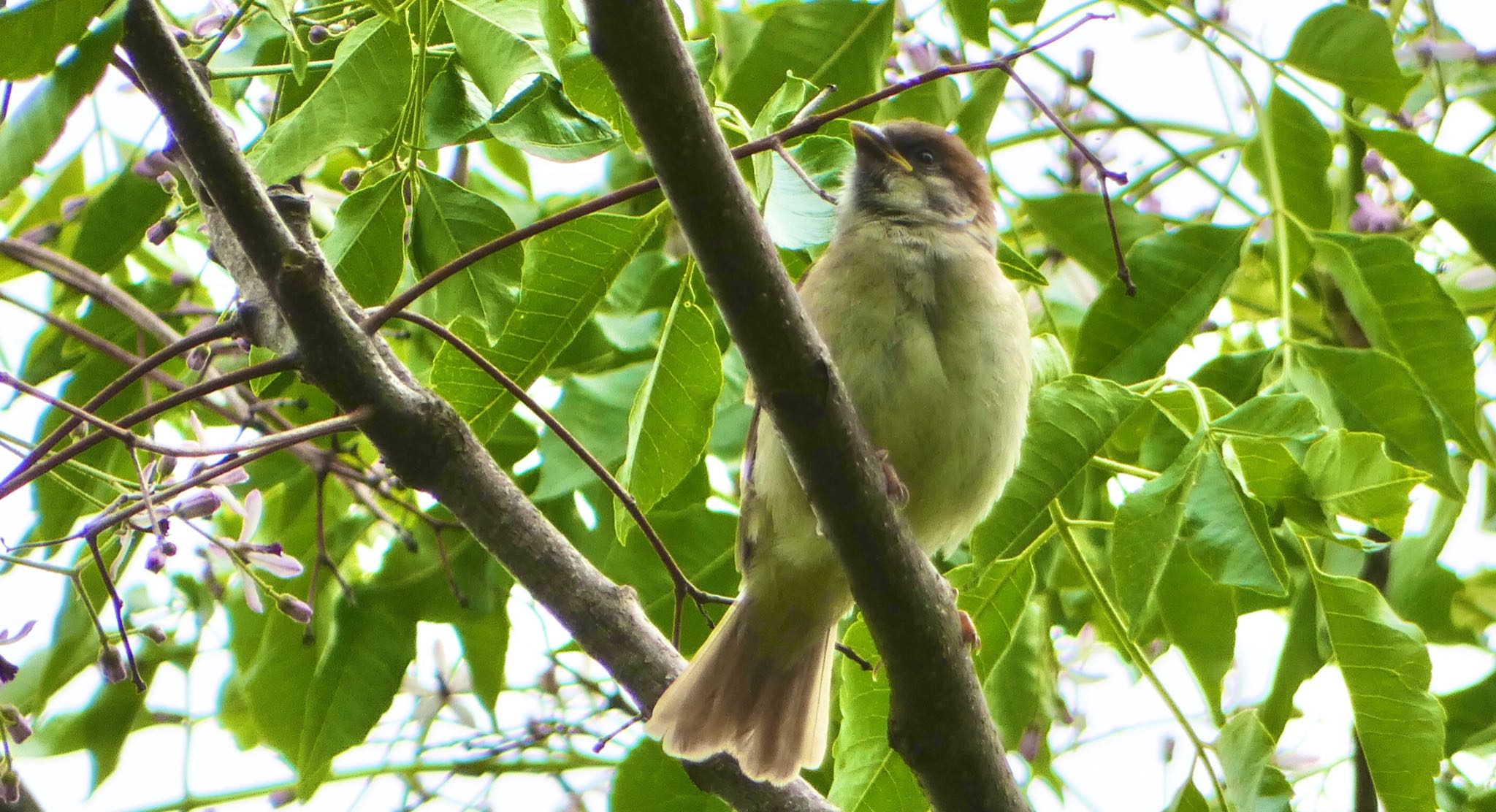 Eurasian Tree Sparrow