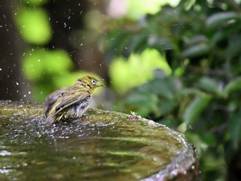 Warbling White-eye 権現山(弘法山公園) Wed, 5/15/2024