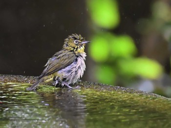 Warbling White-eye 権現山(弘法山公園) Wed, 5/15/2024