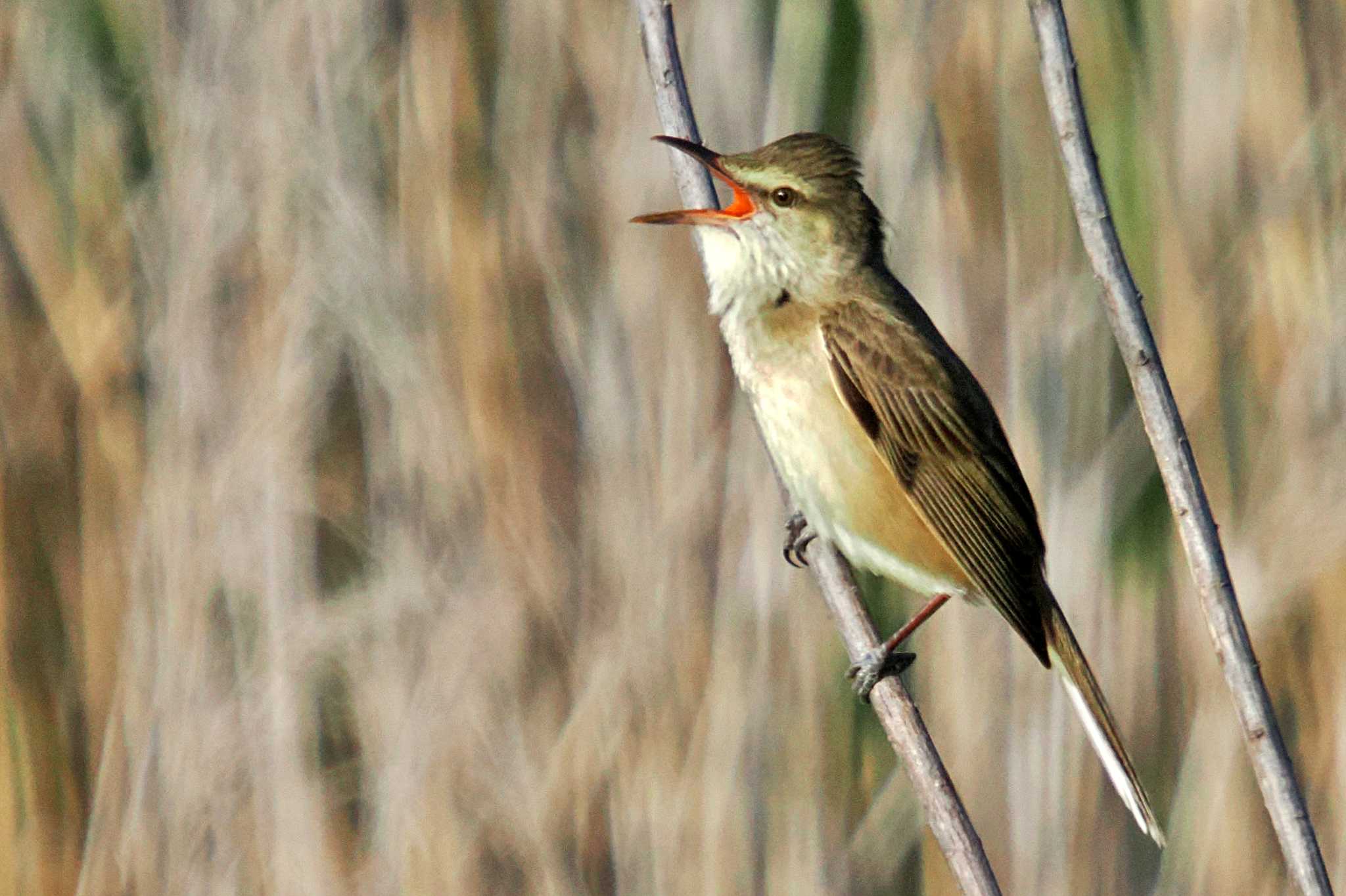 Photo of Oriental Reed Warbler at 愛媛県 by 藤原奏冥