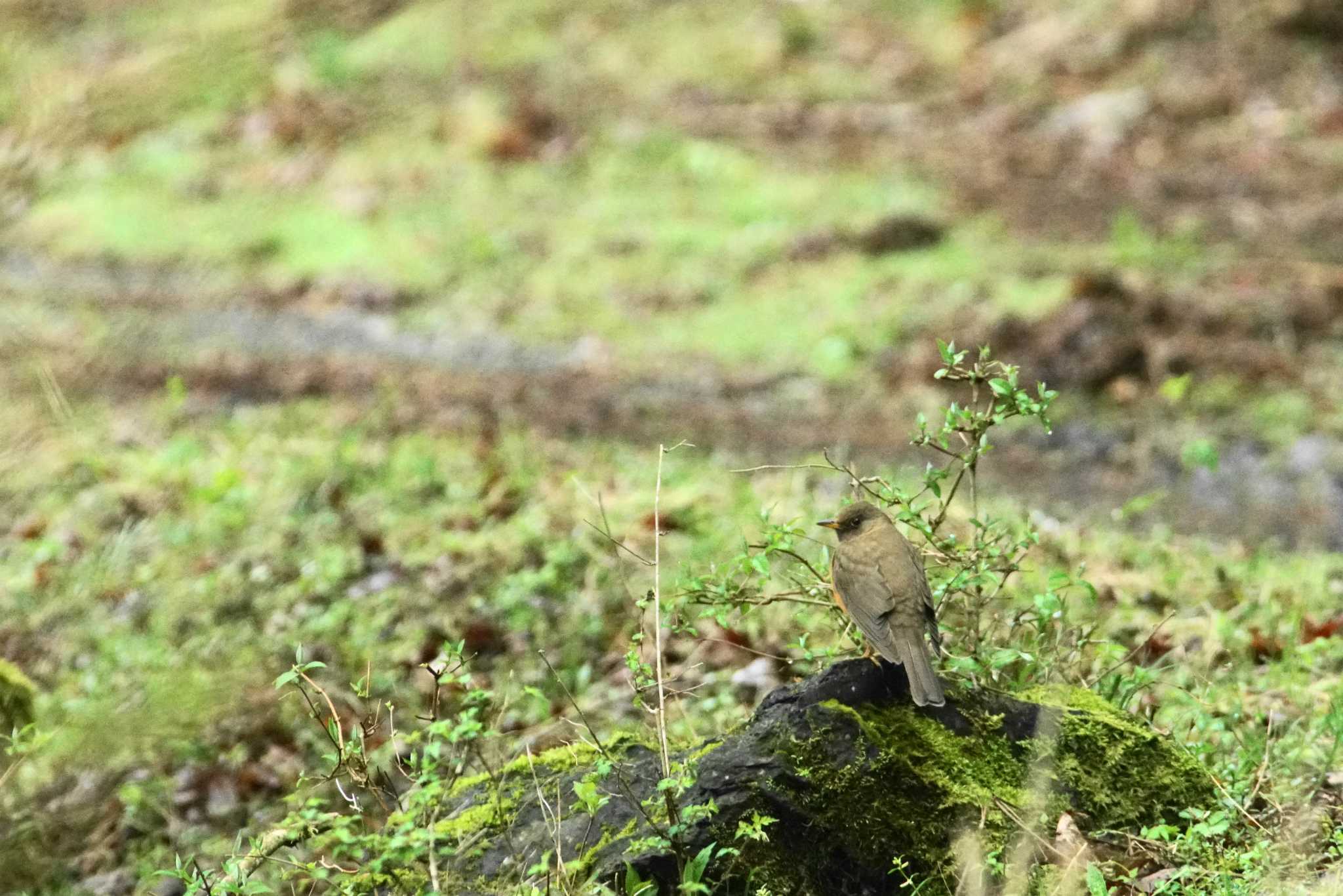 Photo of Brown-headed Thrush at 富士山麓 by bea