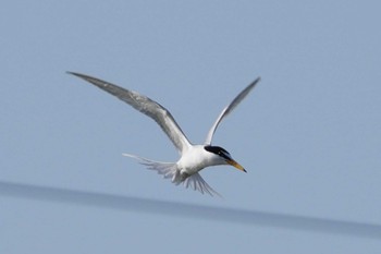 Little Tern Isanuma Sat, 5/4/2024