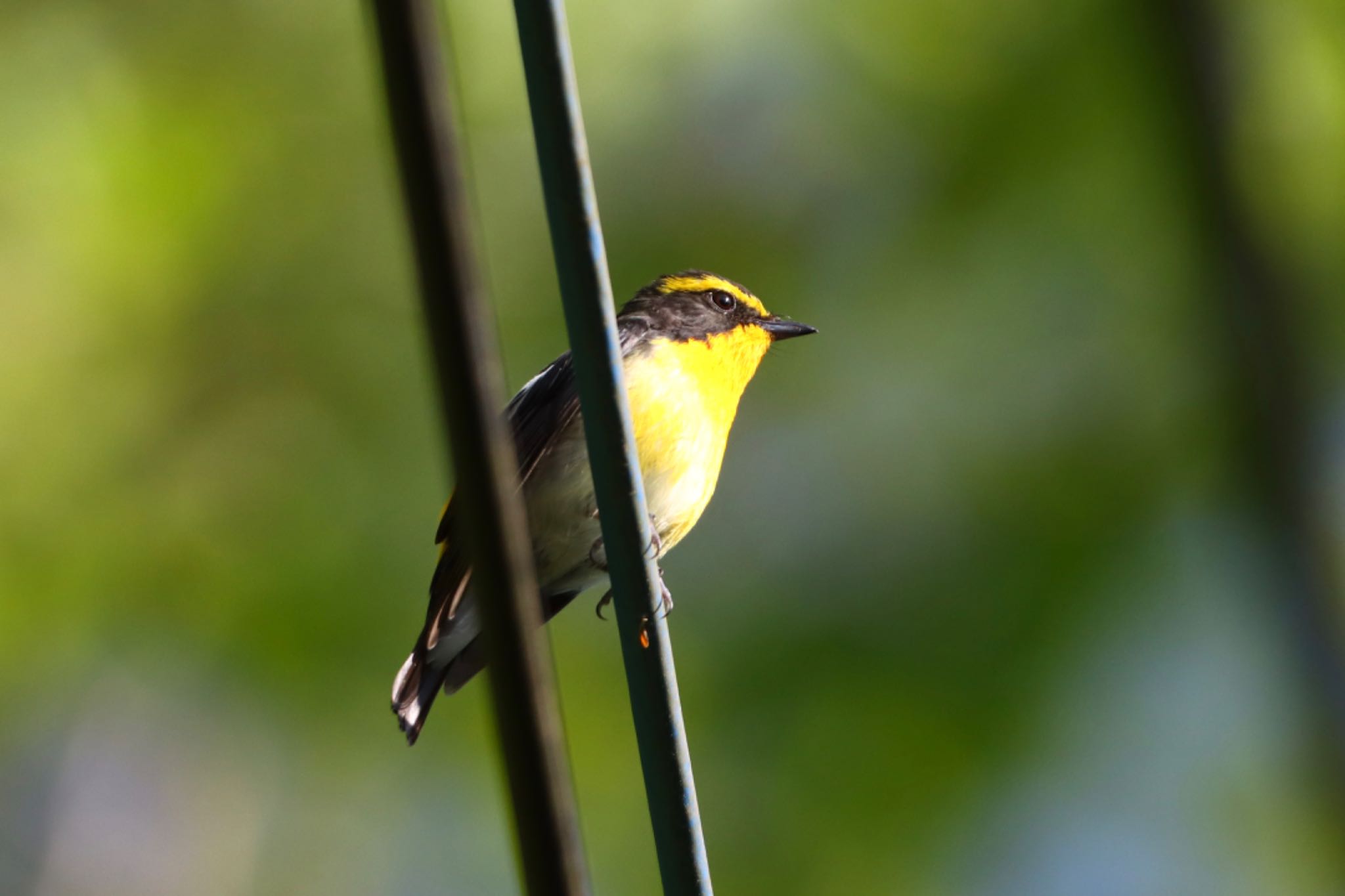 Photo of Narcissus Flycatcher at Mt. Yatsugatake(neaby Pension Albion) by SENA13郎