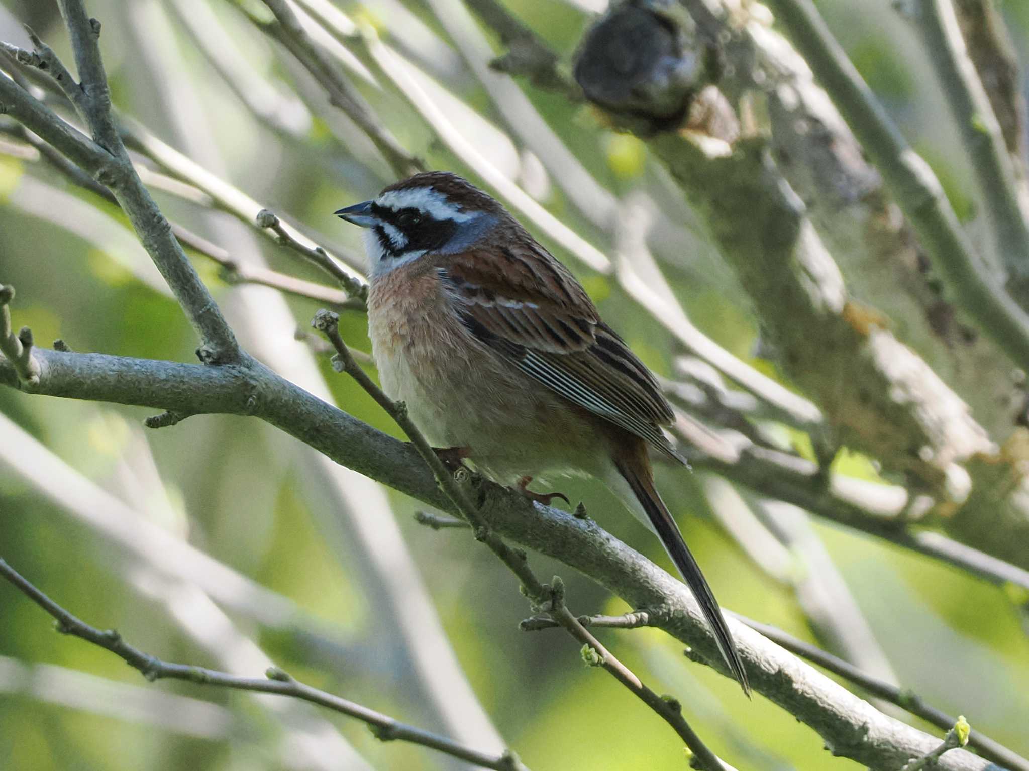 Meadow Bunting