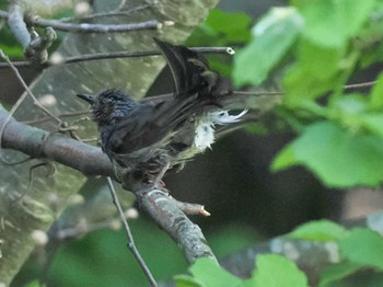 Brown-eared Bulbul 福井緑地(札幌市西区) Thu, 5/16/2024