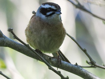 2024年5月16日(木) 福井緑地(札幌市西区)の野鳥観察記録