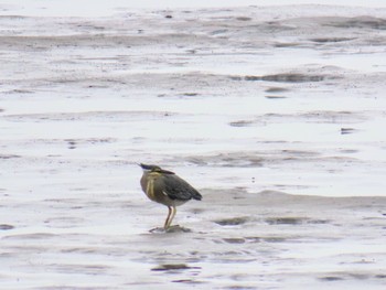 Striated Heron Fujimae Tidal Flat Mon, 5/6/2024