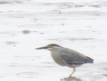 Striated Heron Fujimae Tidal Flat Mon, 5/6/2024