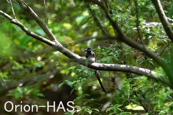 サンコウチョウ 東京都多摩地域 2024年5月9日(木)