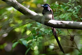 サンコウチョウ 東京都多摩地域 2024年5月9日(木)