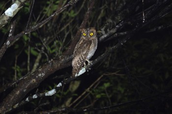 Ryukyu Scops Owl Unknown Spots Tue, 5/14/2024