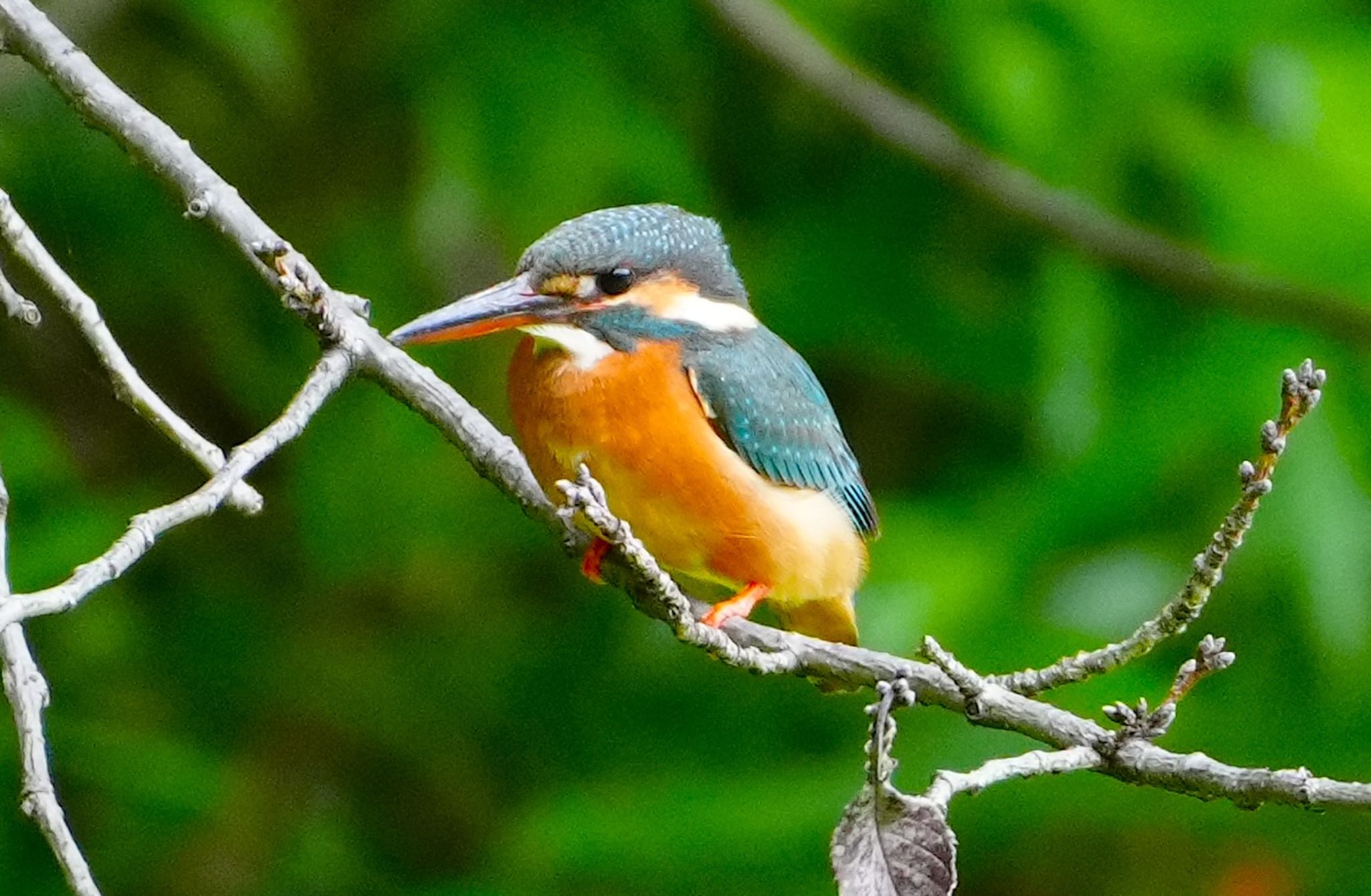 Common Kingfisher