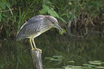 2024年5月11日(土) 天王寺公園(大阪市)の野鳥観察記録